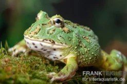 Samurai blue Pacman-Frog, Ceratophrys cranwelli "Samurai blue"