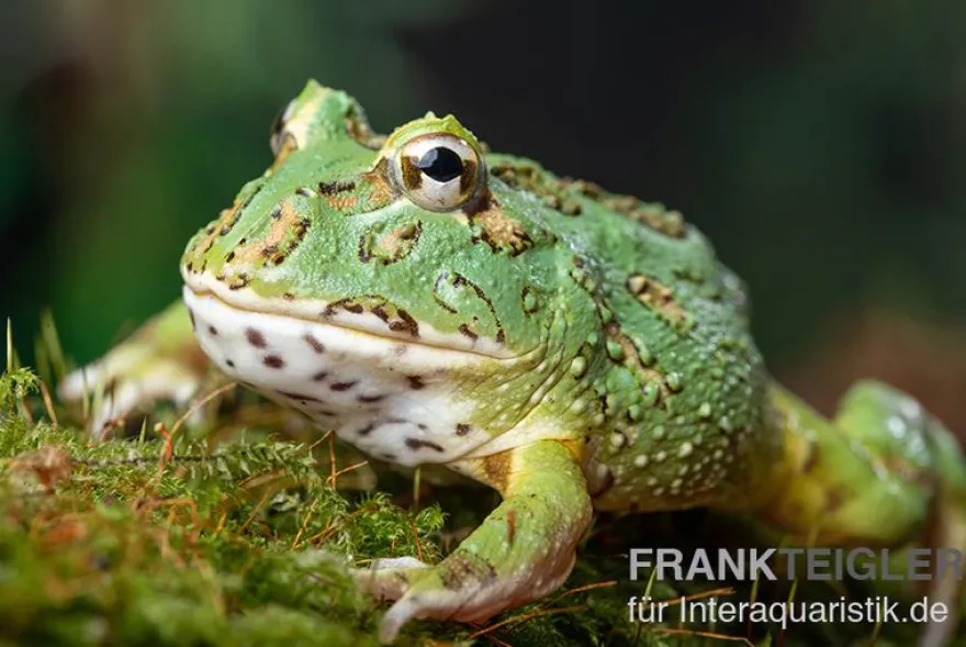 Samurai blue Pacman-Frog, Ceratophrys cranwelli "Samurai blue"