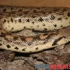 Sandboa, Eryx tataricus