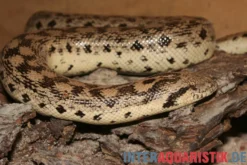 Sandboa, Eryx tataricus