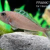 Sandcichlide Kekese, Xenotilapia papilio Kekese Sunflower