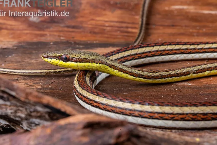 Sandrenn-Natter, Psammophis elegans