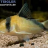 Sands Panzerwels, Corydoras davidsansi