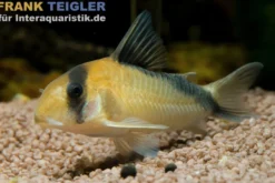 Sands Panzerwels, Corydoras davidsansi