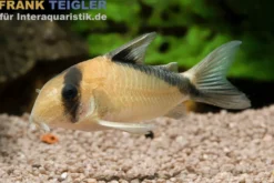 Sands Panzerwels, Corydoras davidsansi