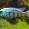 Sandtaucher, Fossorochromis rostratum, NZ, 10-12 cm
