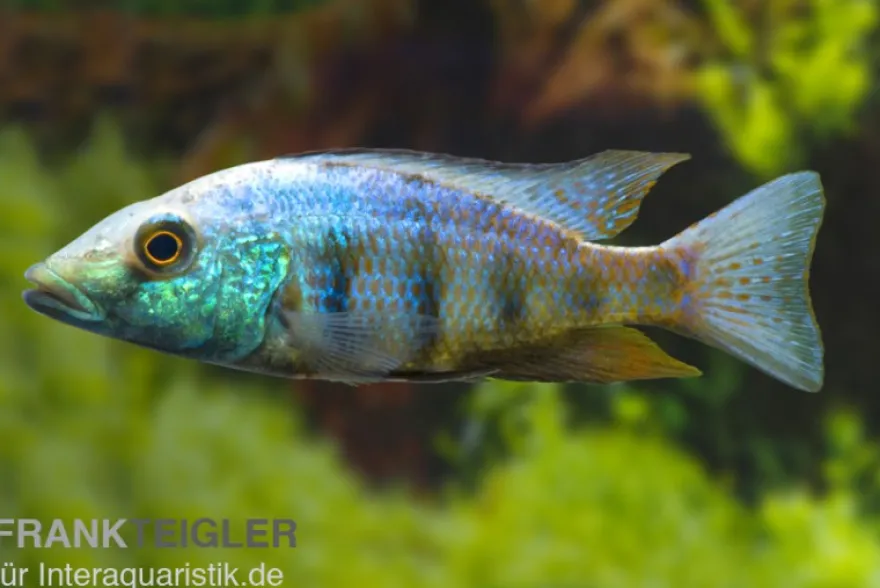 Sandtaucher, Fossorochromis rostratum, NZ, 10-12 cm