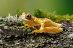 Sanduhr-Laubfrosch, Dendropsophus ebraccatus