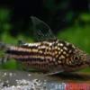 San-Juan-Panzerwels, Gastrodermus bilineatus