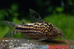 San-Juan-Panzerwels, Gastrodermus bilineatus