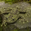 Sa-Pa-Moosfrosch, Theloderma bicolor