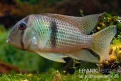 Sattelfleckbuntbarsch, Guianacara owroewefi