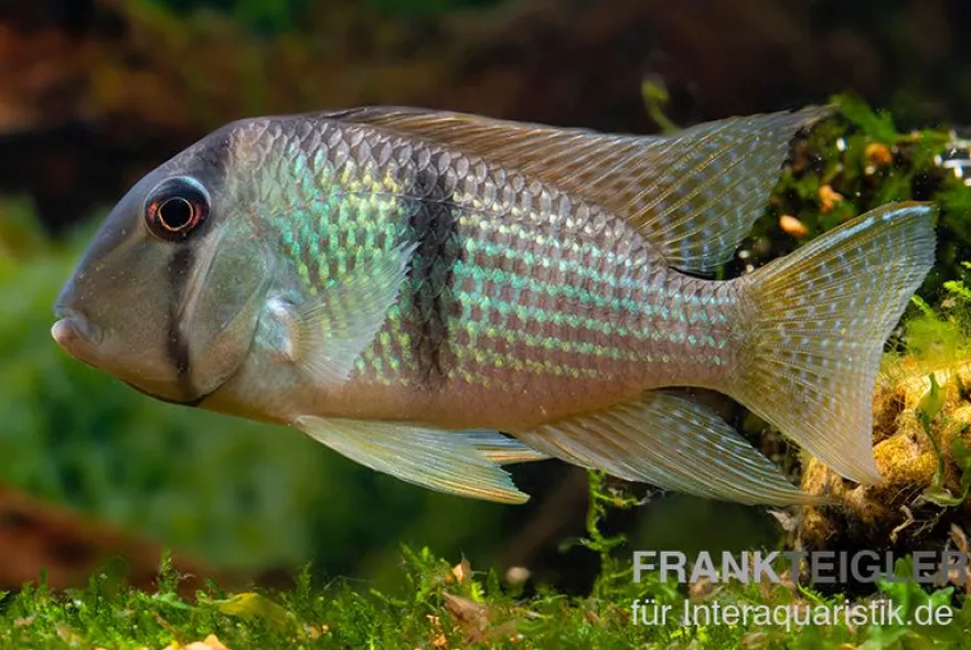 Sattelfleckbuntbarsch, Guianacara owroewefi