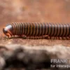 Satun-Tausendfüßer, Spirobolus sp. "Satun"