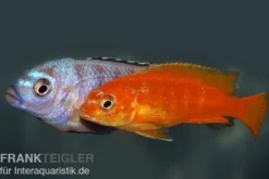 Saulosi Zebramaulbrüter, Pseudotropheus saulosi "korallenrot"