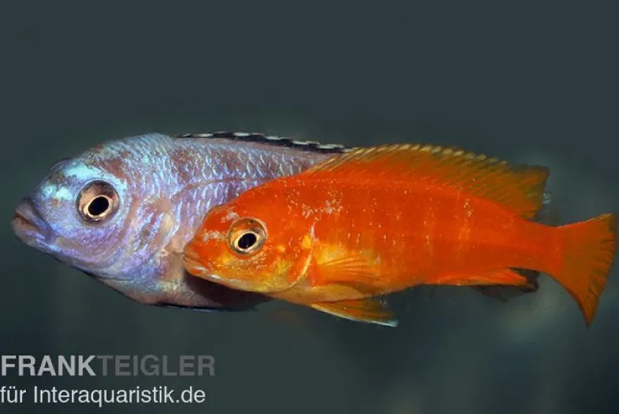 Saulosi Zebramaulbrüter, Pseudotropheus saulosi "korallenrot"