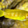 Saulosi Zebramaulbrüter, Pseudotropheus saulosi, 4-5 cm