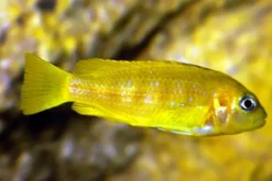 Saulosi Zebramaulbrüter, Pseudotropheus saulosi, 4-5 cm