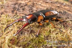 Savagei-Geweihkäfer, Prosopocoilus savagei, paarweise