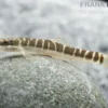 Savona Schmerle, Schistura savona (Nemacheilus savona)