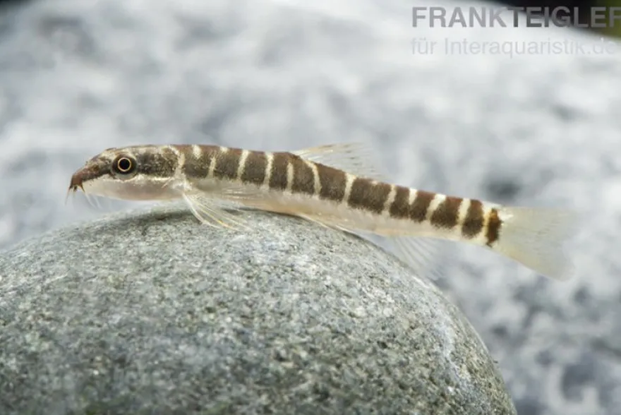 Savona Schmerle, Schistura savona (Nemacheilus savona)