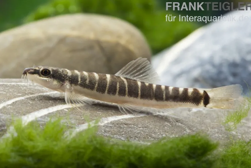 Savona Schmerle, Schistura savona (Nemacheilus savona)