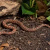 Scaleless-Kornnatter, Pantherophis guttatus