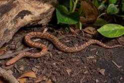 Scaleless-Kornnatter, Pantherophis guttatus