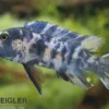 Schabemaul-Buntbarsch, Labeotropheus trewavasae "OB" gescheckt