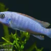 Schabemaul-Buntbarsch, Labeotropheus trewavasae "Blue"