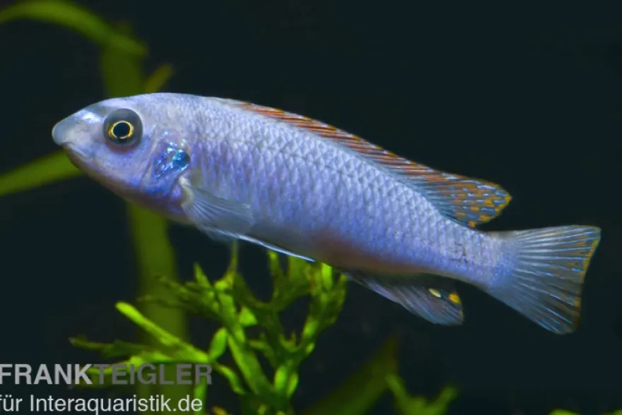 Schabemaul-Buntbarsch, Labeotropheus trewavasae "Blue"