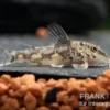 Schabracken-Panzerwels, Scleromystax barbatus, 3-4 cm