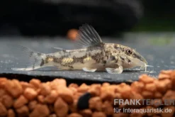 Schabracken-Panzerwels, Scleromystax barbatus, 3-4 cm