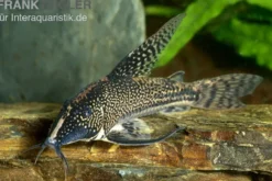 Schabracken-Panzerwels, Scleromystax barbatus, 3-4 cm