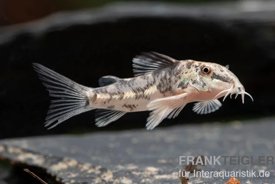 Schabracken-Panzerwels, Scleromystax barbatus, 3-4 cm