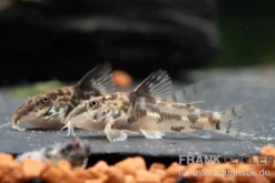 Schabracken-Panzerwels, Scleromystax barbatus, 3-4 cm