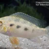 Schachbrettbuntbarsch, Crenicara punctulatum