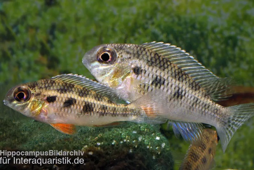 Schachbrettbuntbarsch, Crenicara punctulatum