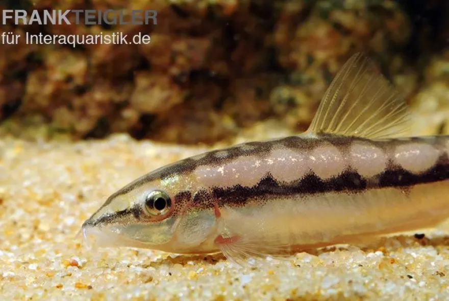 Schachbrettschmerle, Botia sidthimunki
