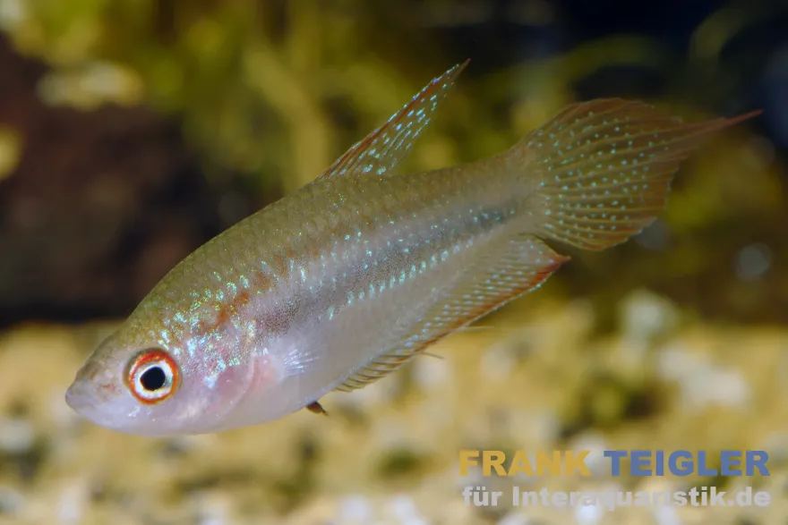 Schallers Knurrender Gurami, Trichopsis schalleri (Minifisch) 2,5-4 cm