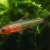 Scharlach-Bärbling, Sundadanio rubellus