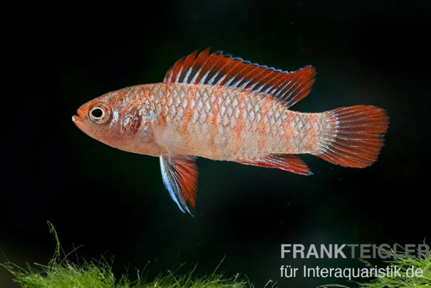 Scharlachroter Zwergblaubarsch, Dario dario (Minifisch)