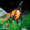 Scharlachrot-Goldener Skalar, Pterophyllum scalare Kin Hi Utsuri, DNZ
