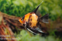 Scharlachrot-Goldener Skalar, Pterophyllum scalare Kin Hi Utsuri, DNZ