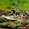 Scherenschwanz-Fiederbartwels, Synodontis soloni