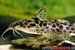 Scherenschwanz-Fiederbartwels, Synodontis soloni