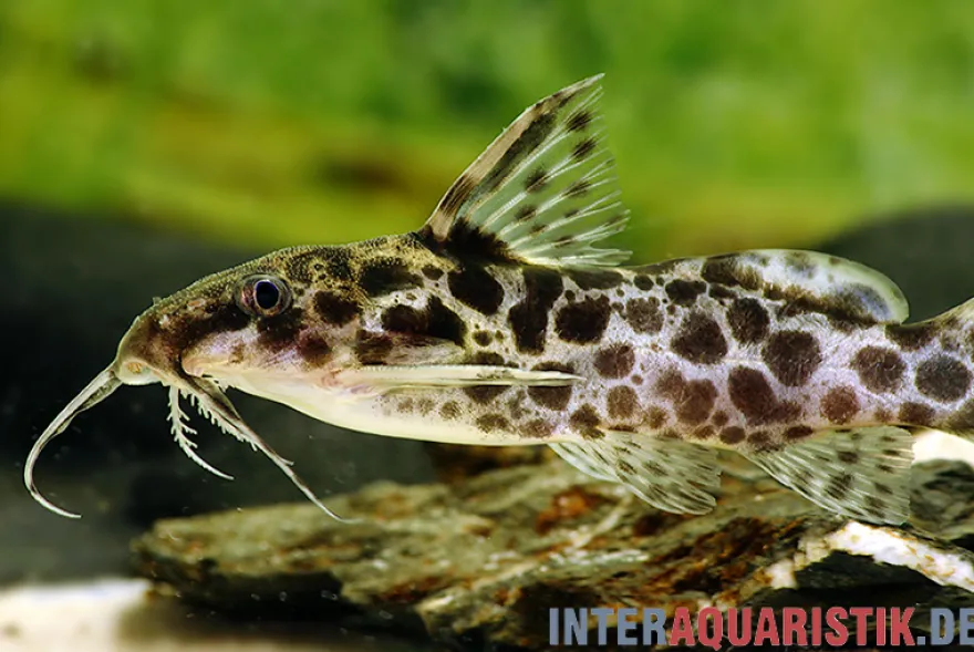 Scherenschwanz-Fiederbartwels, Synodontis soloni