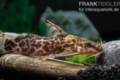 Scherenschwanz-Fiederbartwels, Synodontis soloni