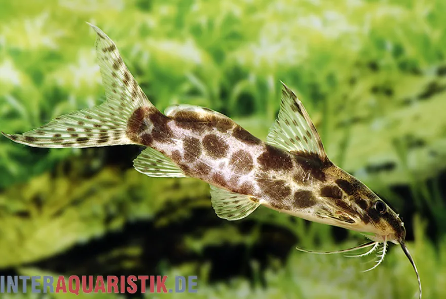 Scherenschwanz-Fiederbartwels, Synodontis soloni