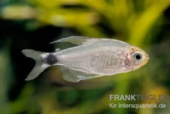 Schilfsalmler, Hyphessobrycon elachys, 1,5-2 cm